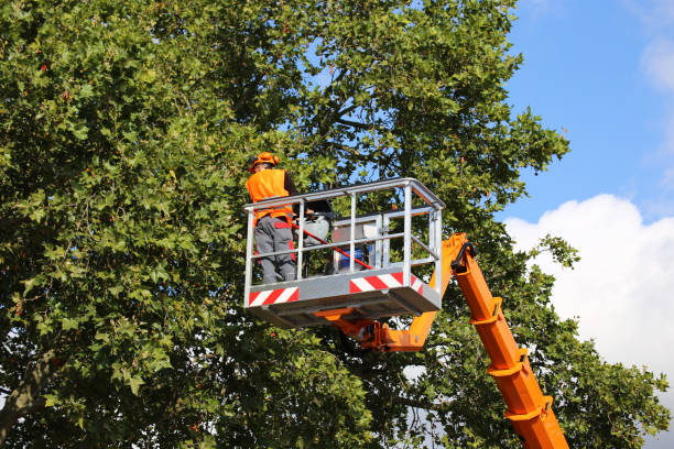 Best Root Management and Removal  in Elko New Market, MN